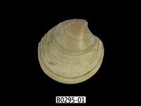 藏品(日本鏡文蛤)的圖片